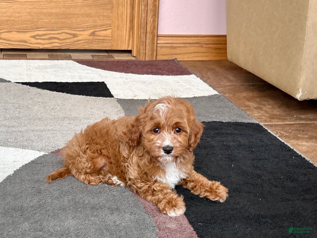 Cavapoo dogs for sale: Cavapoo F1b Male Puppy 1 - Ad 6