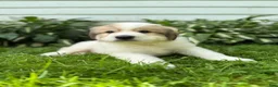 Great Pyrenees dogs for sale: Rover - Ad 18