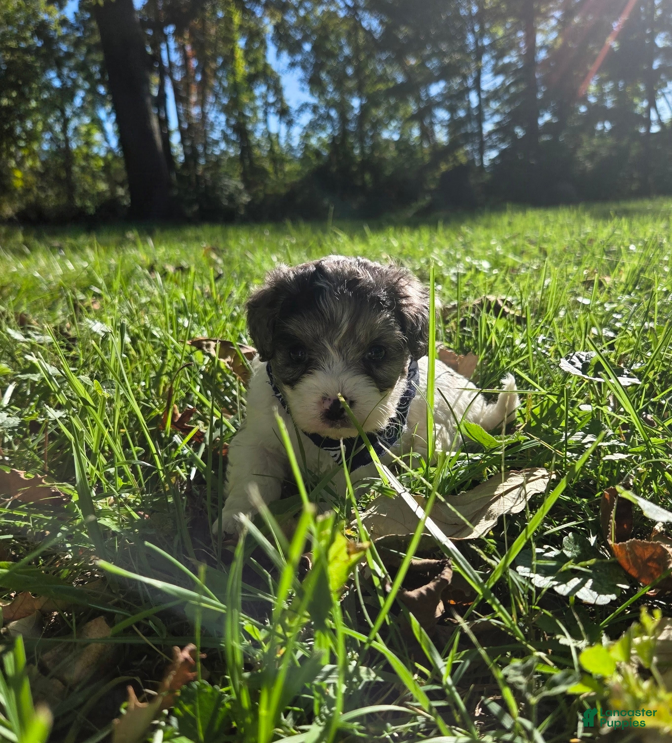 Cavapoo dogs Clover - Ad 2