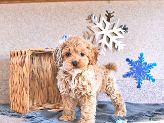 Cockapoo dogs Bitzy - Ad 27