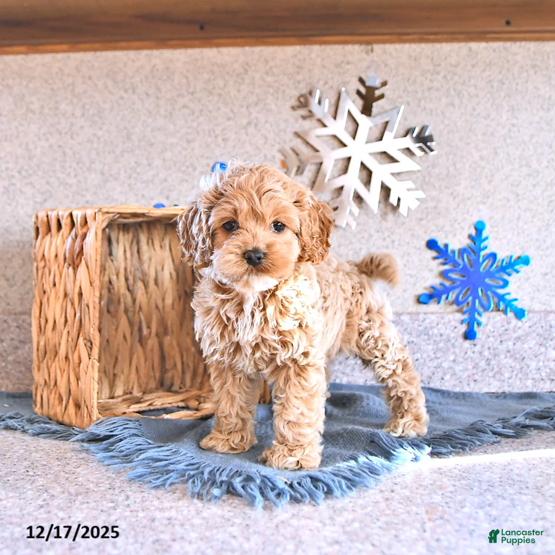 Cockapoo dogs for sale: Bitzy - Ad 6