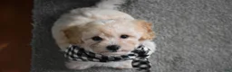 Maltipoo dogs for sale: Mia - Ad 3