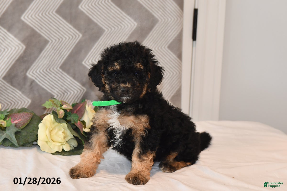 Mini Aussiedoodle dogs Asher - Ad 2