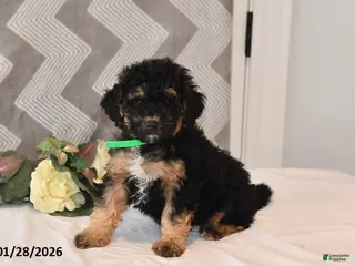 Mini Aussiedoodle dogs Asher - Ad 2