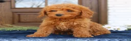 Mini Goldendoodle dogs for sale: Gia  - Ad 3