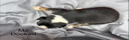 Mixed Breed dogs for sale: Mixed Breed 4 - Ad 12