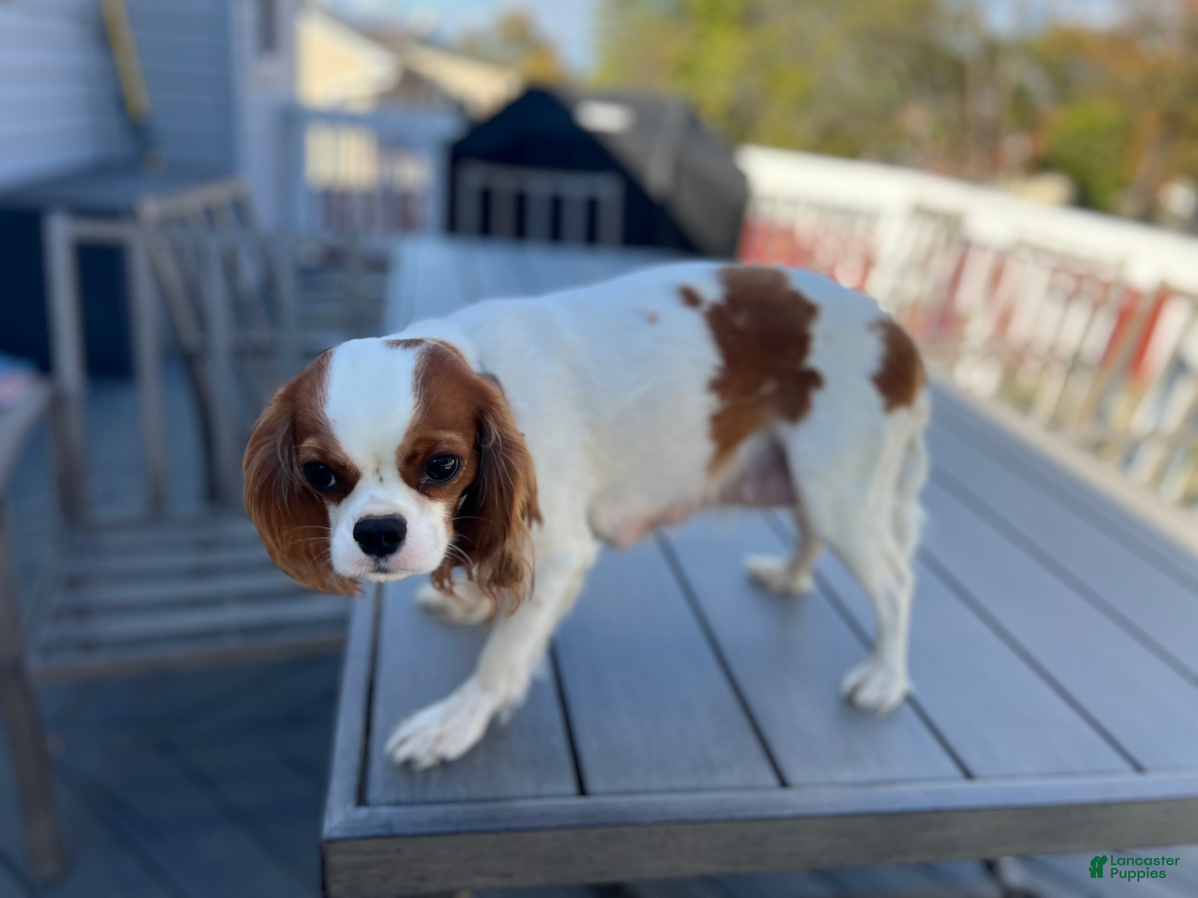 Daisy 