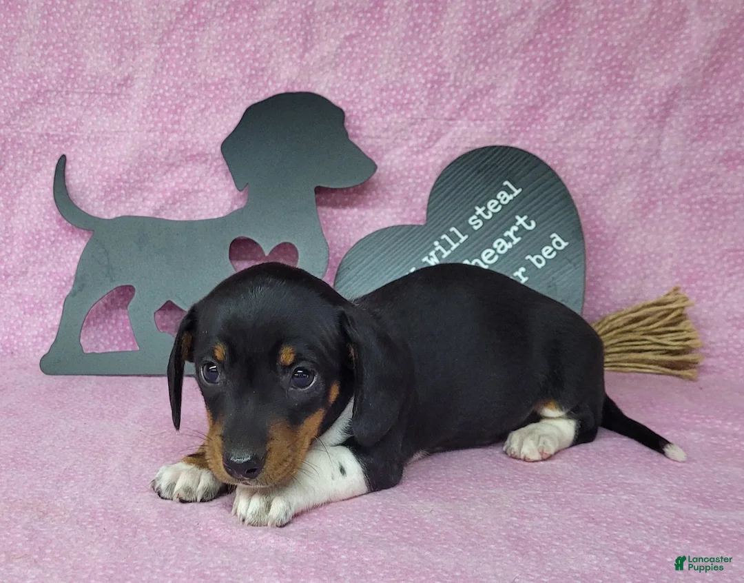Miniature Dachshund dogs for sale: AKC Sofie *Delivery available* - Ad 2
