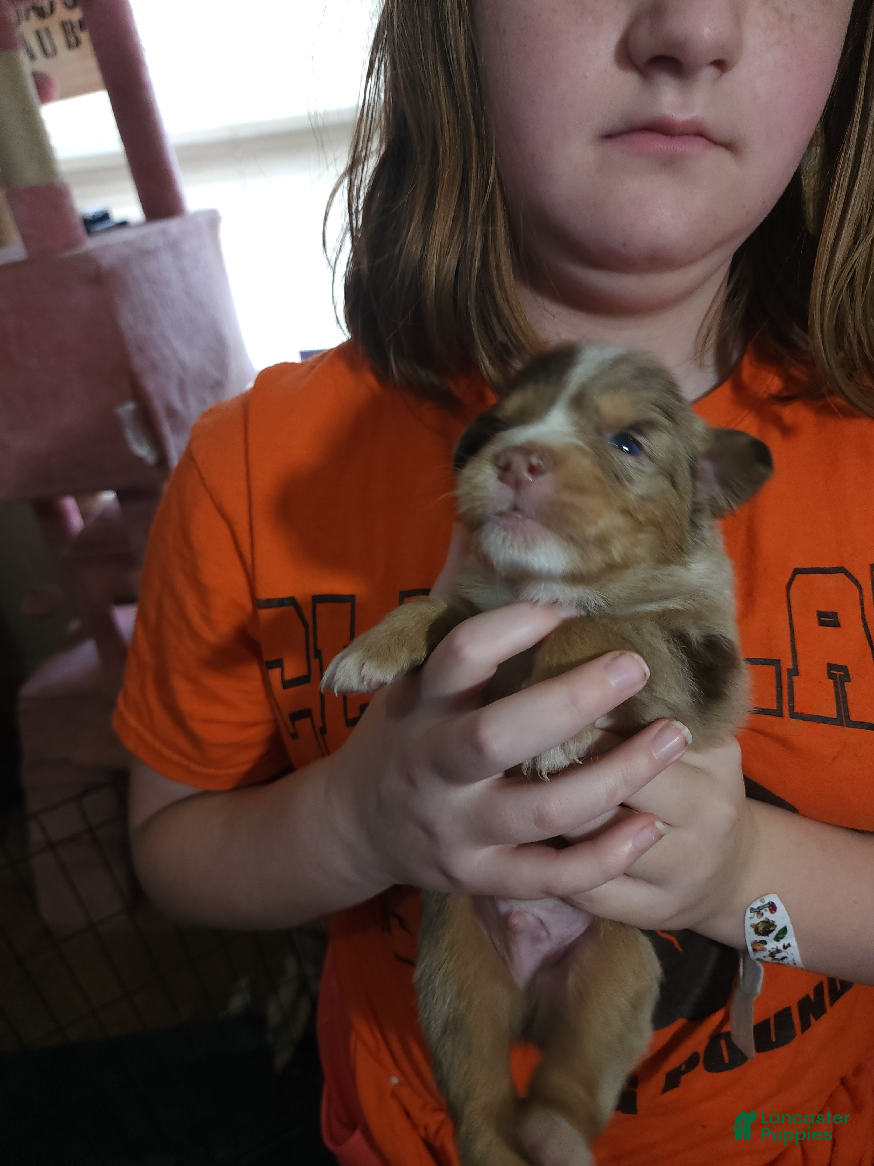 Australian Shepherd dogs Australian Shepherd Red Merle Male 2 - Ad 2