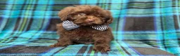 Shihpoo dogs for sale: Bentley - Ad 9
