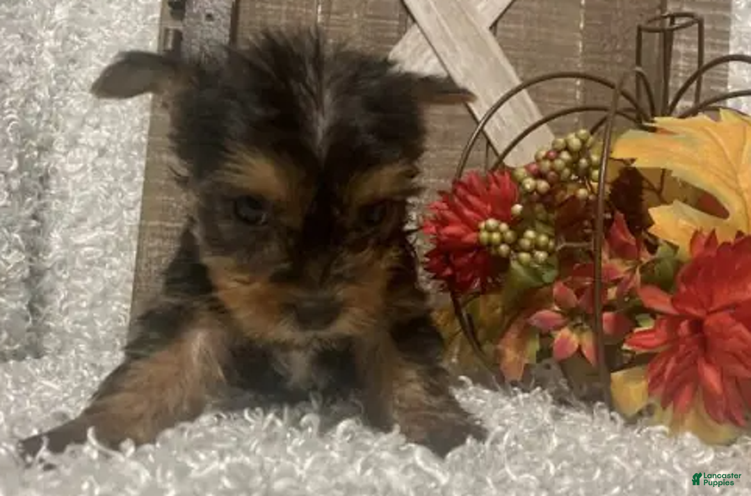 Yorkshire Terrier dogs for sale: Molly F1 - Ad 6