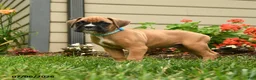 Boxer dogs for sale: Sal T - Ad 5