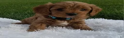 Cavapoo dogs for sale: 0wen - Ad 1