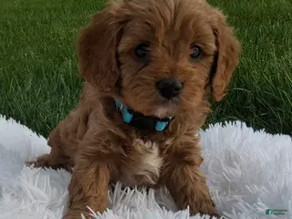 Cavapoo dogs for sale: 0wen - Ad 2