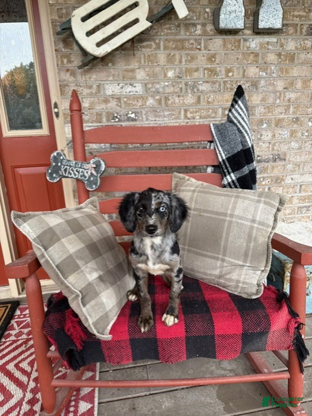 Mixed Breed dogs for sale: Gracie - Ad 4