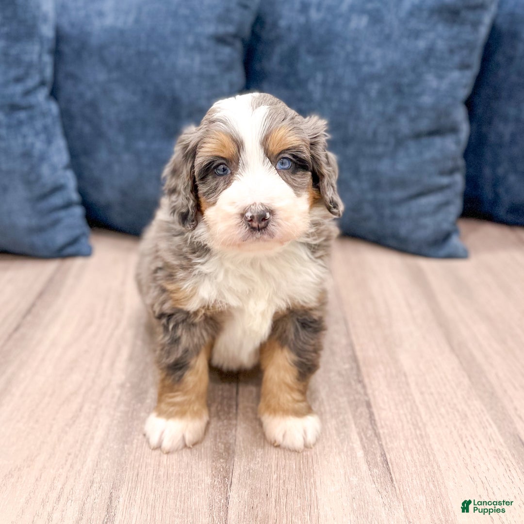 Mini Bernedoodle dogs for sale: Bentley - Ad 2