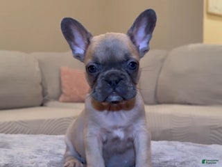 French Bulldog dogs - Ad 19