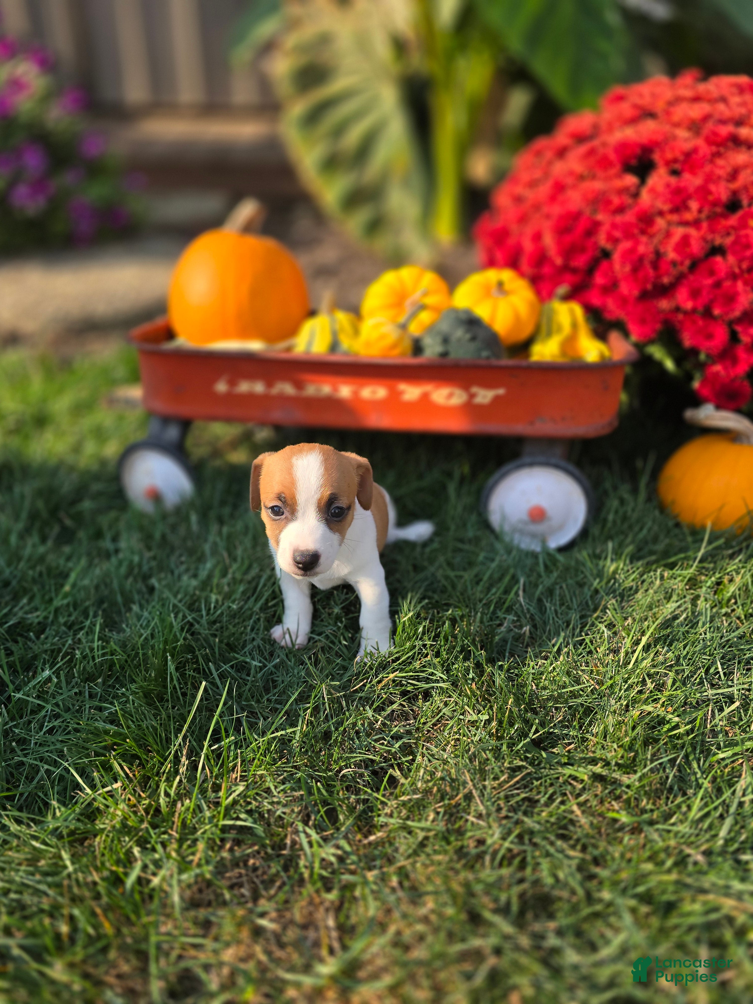 Jack Russell Terrier dogs Thumbilina - Ad 21