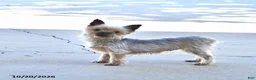 Yorkshire Terrier dogs for sale: Willa EXTRA SMALL - Ad 6