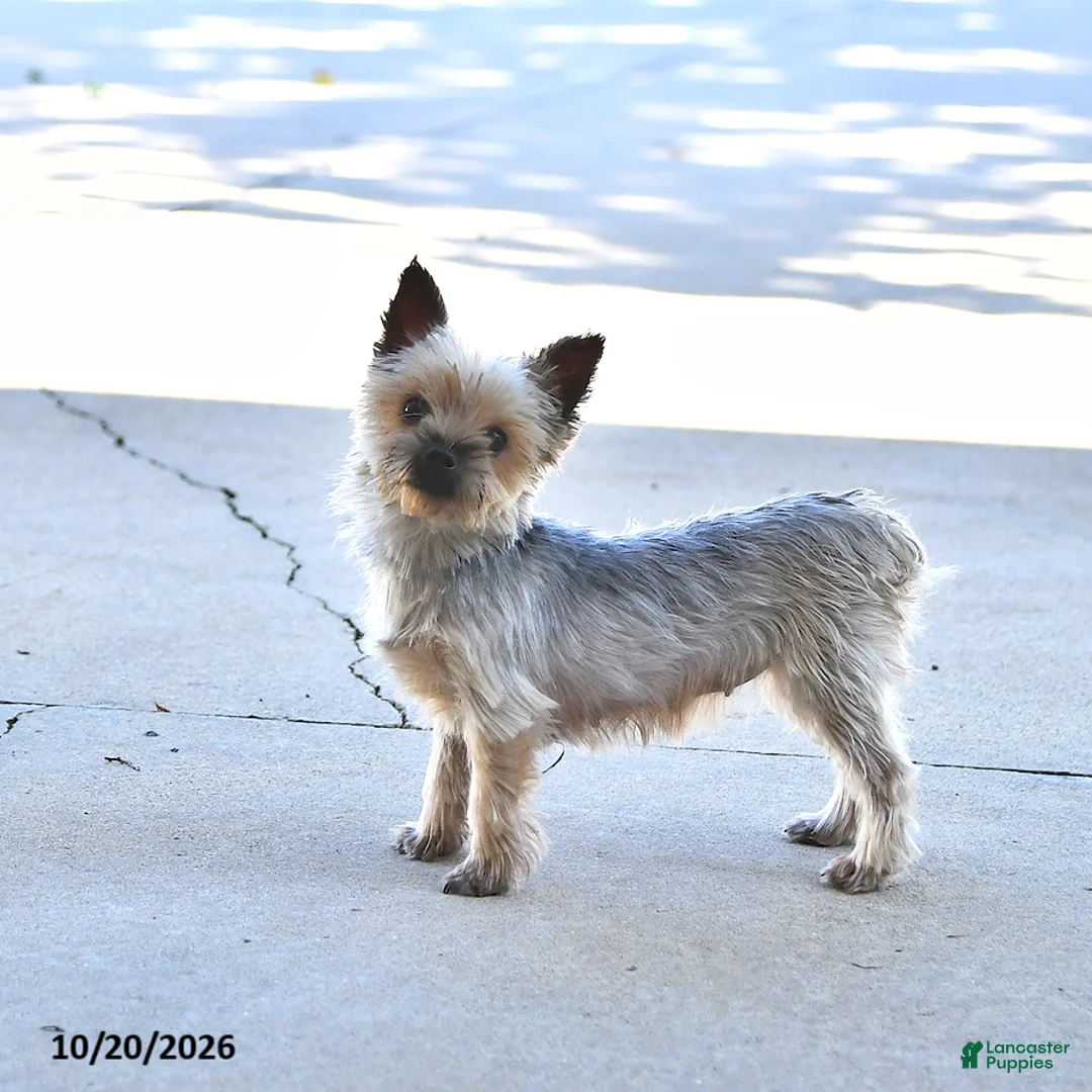 Yorkshire Terrier dogs for sale: Willa EXTRA SMALL - Ad 6