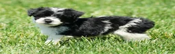 Yorkiepoo dogs for sale: Ringo - Ad 4