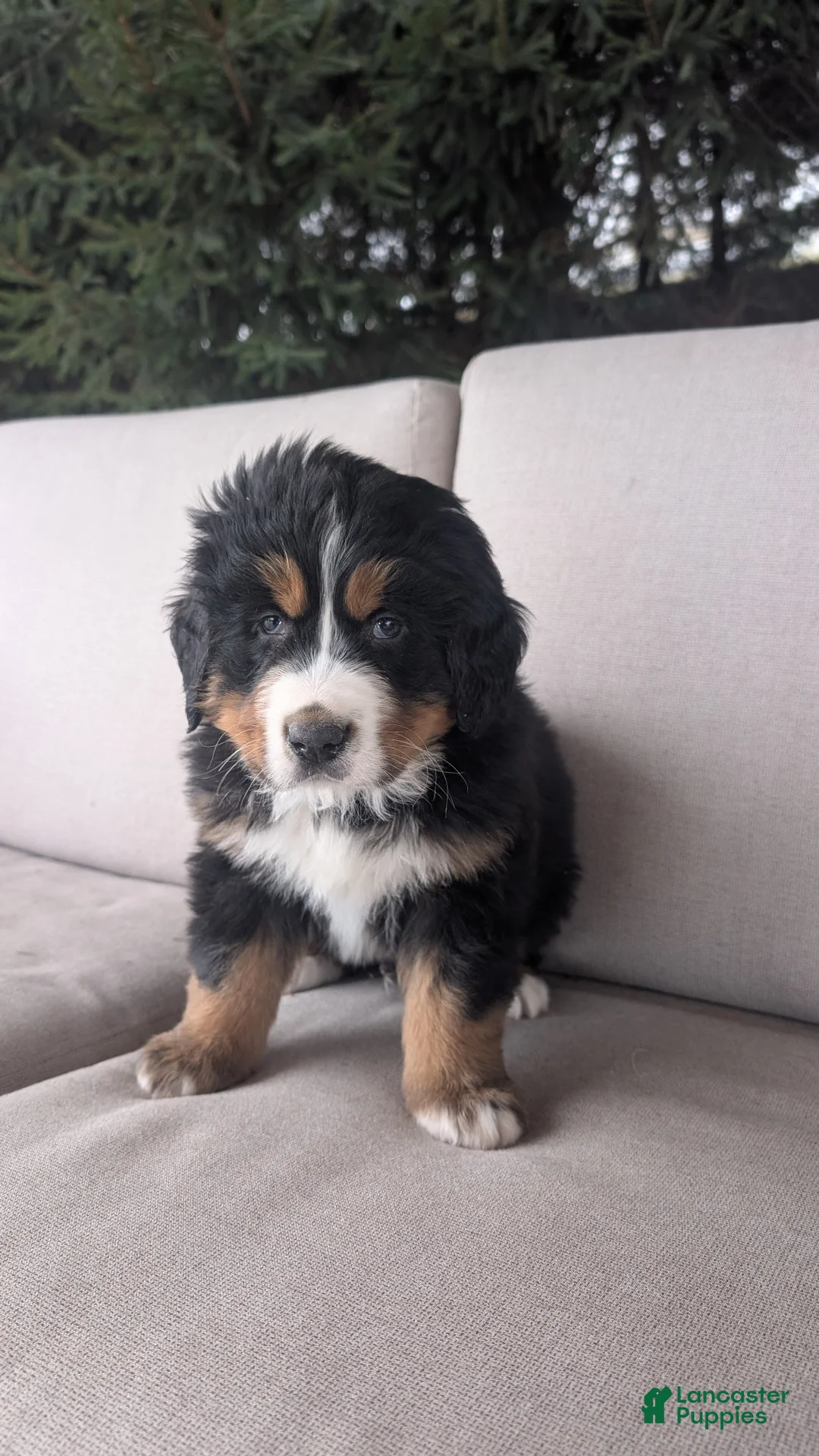 Bernese Mountain Dog dogs for sale: Buster  - Ad 5