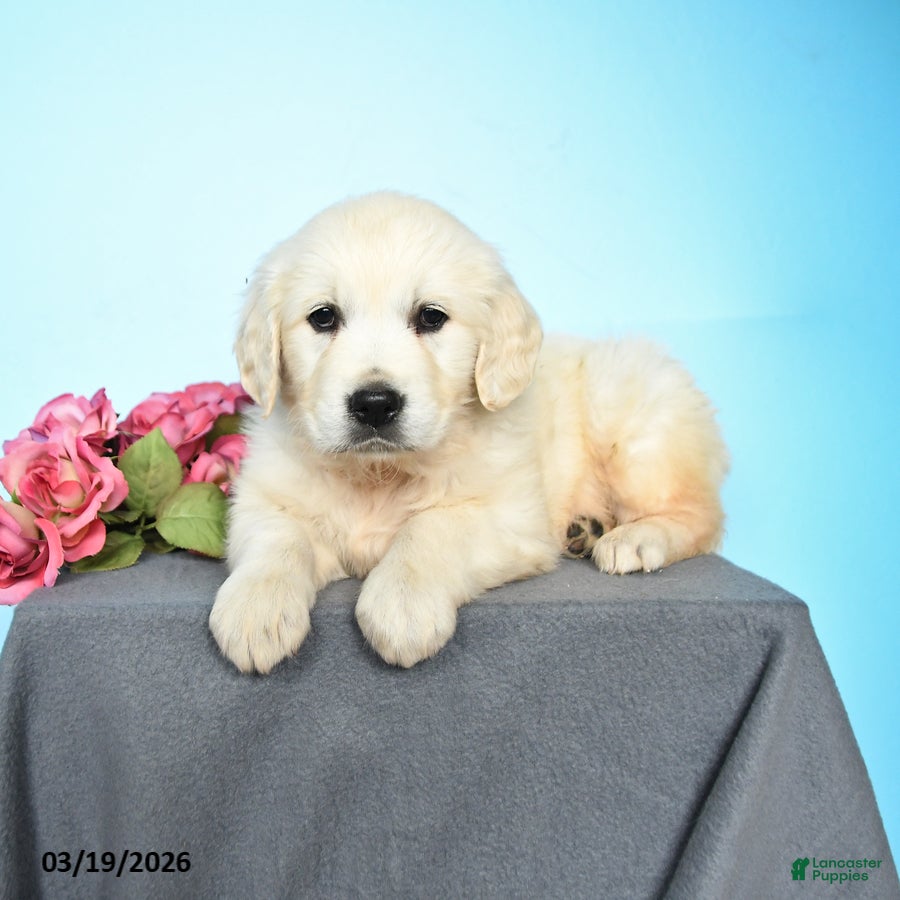 Golden Retriever dogs for sale: Darcy - Ad 4