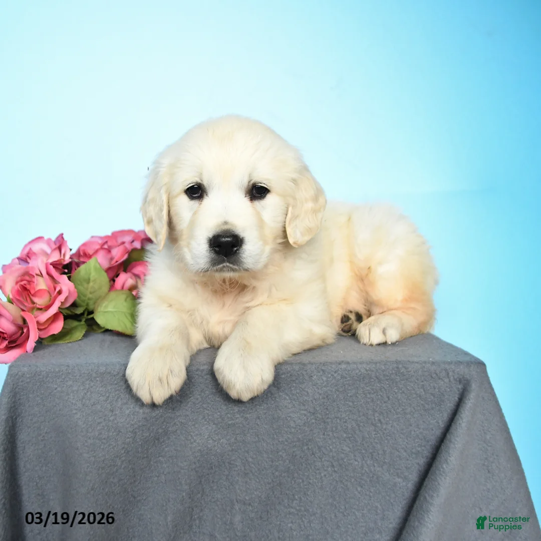 Golden Retriever dogs for sale: Darcy - Ad 1