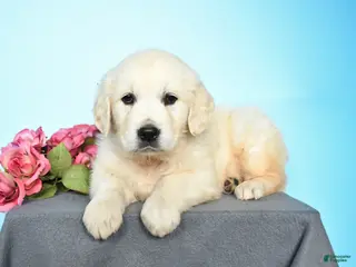 Golden Retriever dogs for sale: Darcy - Ad 4