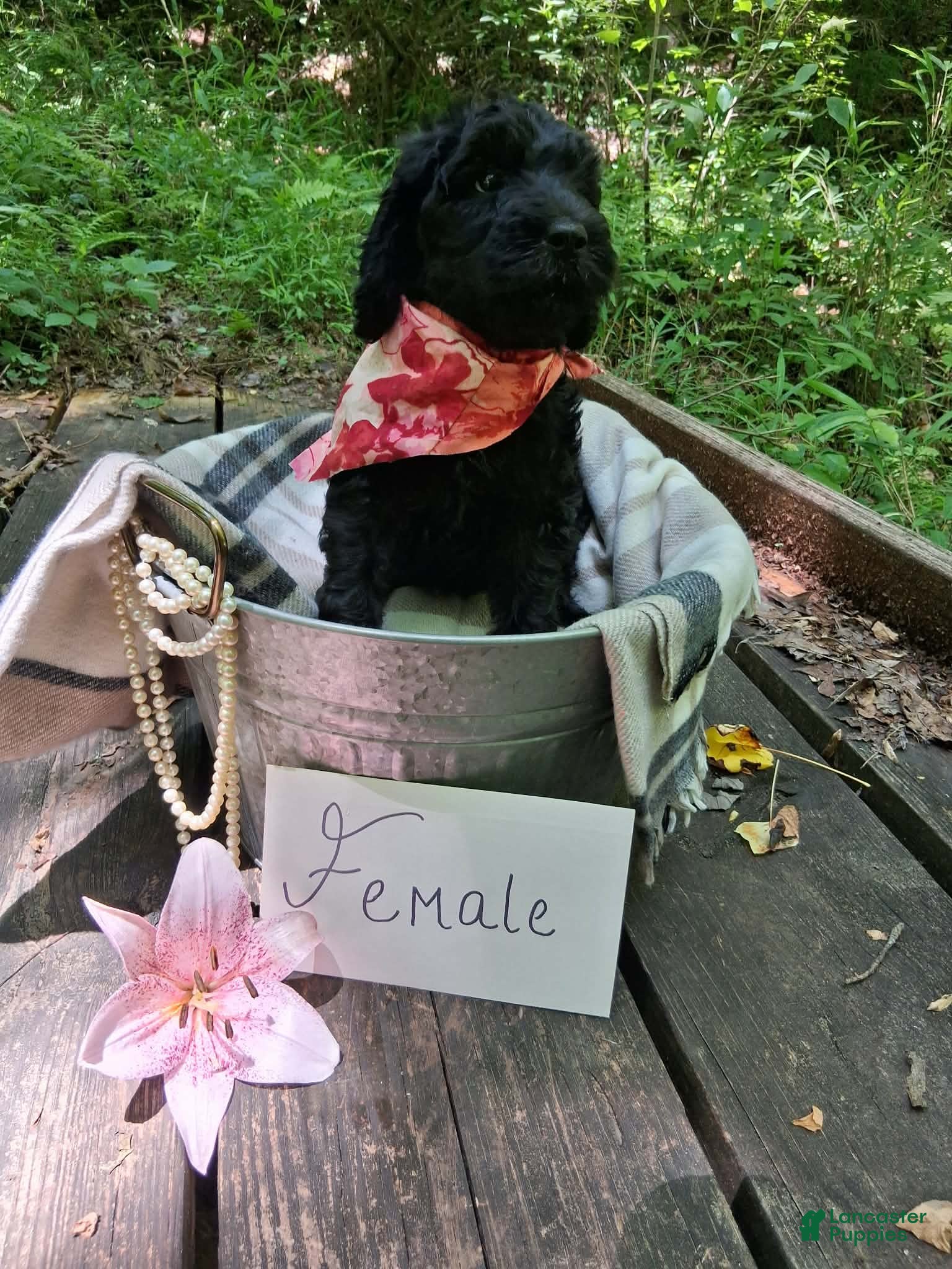Irish Doodle dogs Dolly - Ad 9