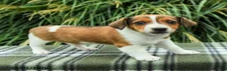 Jack Russell Terrier dogs for sale: Marlo - Ad 5