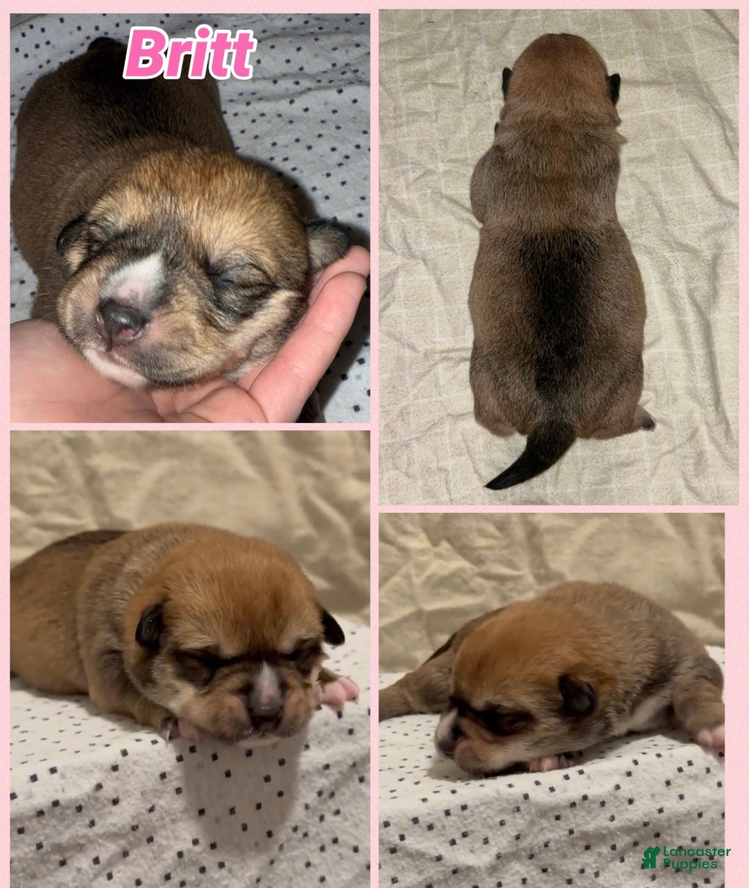 Mixed Breed dogs for sale: Britt - Ad 2