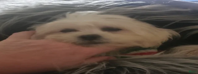 Chloe