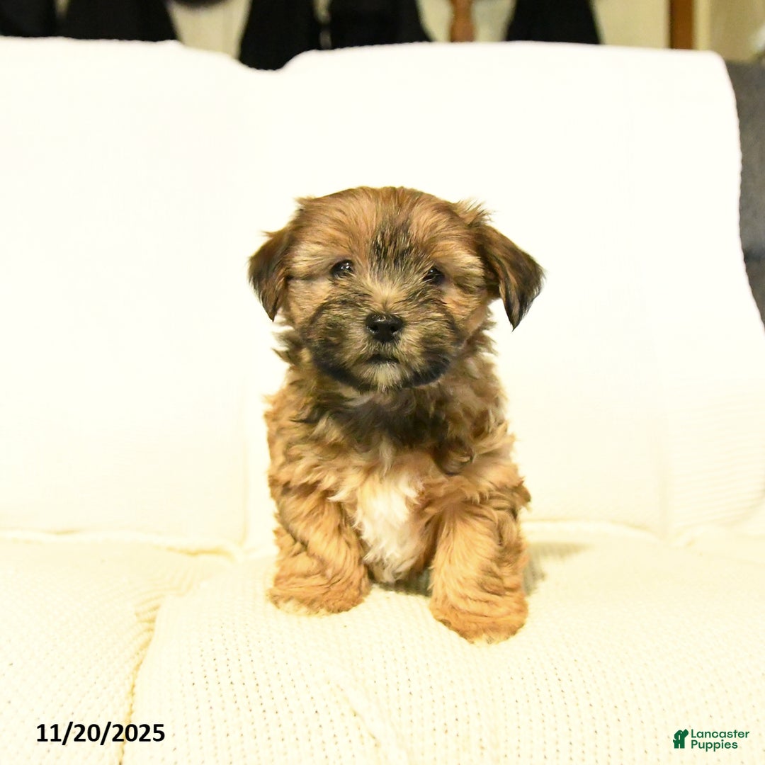 Yochon dogs for sale: Paige  - Ad 3