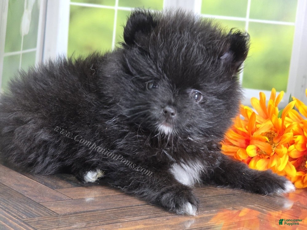 Pomeranian dogs Bubble's Black Boy - Ad 1