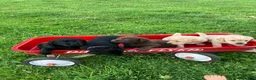Labrador Retriever dogs for sale: Liberty - Ad 7