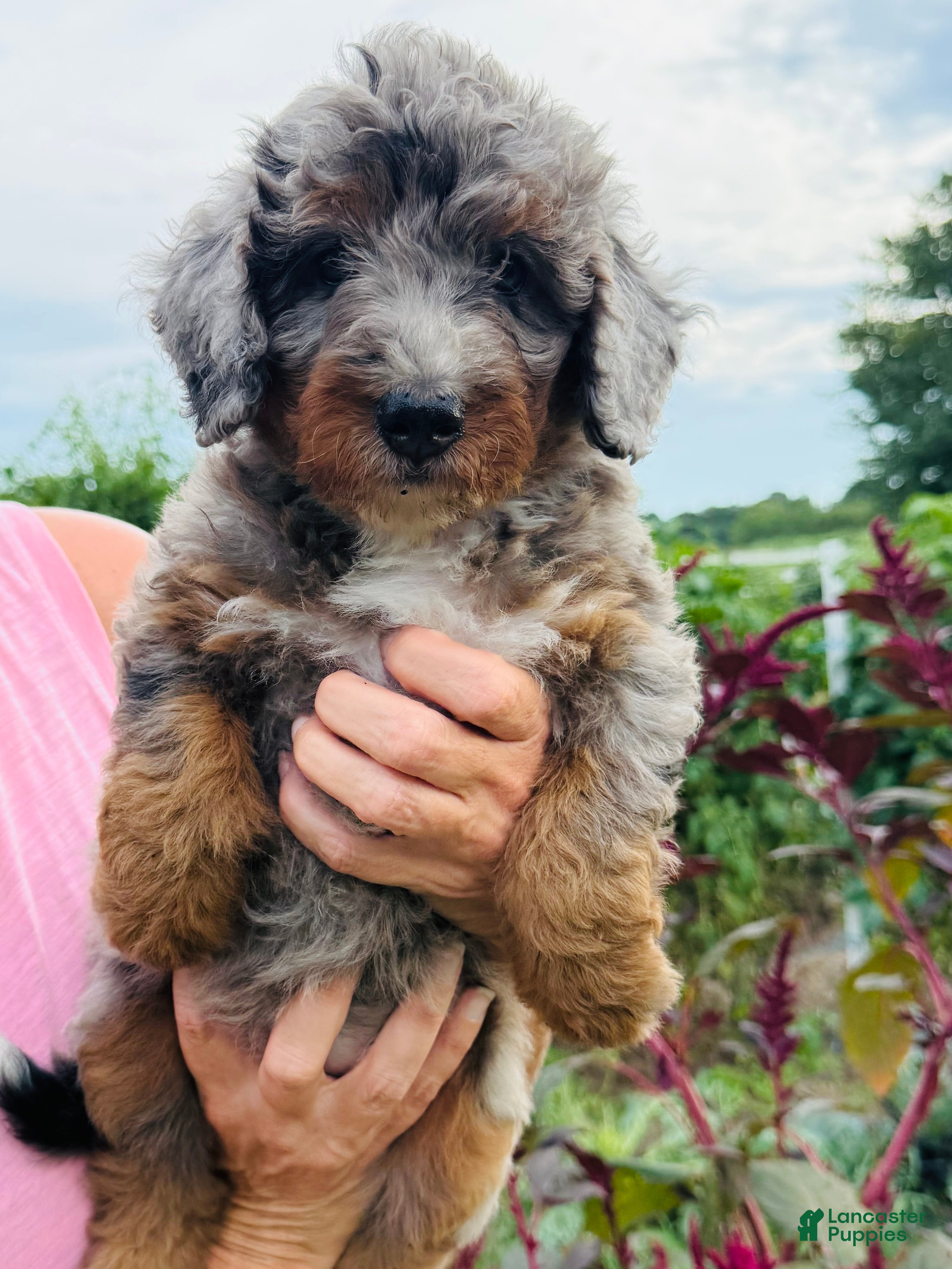 Bernedoodle dogs Spice - Ad 2