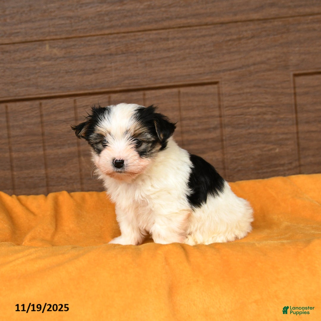 Morkie dogs for sale: Ricotta - Ad 3
