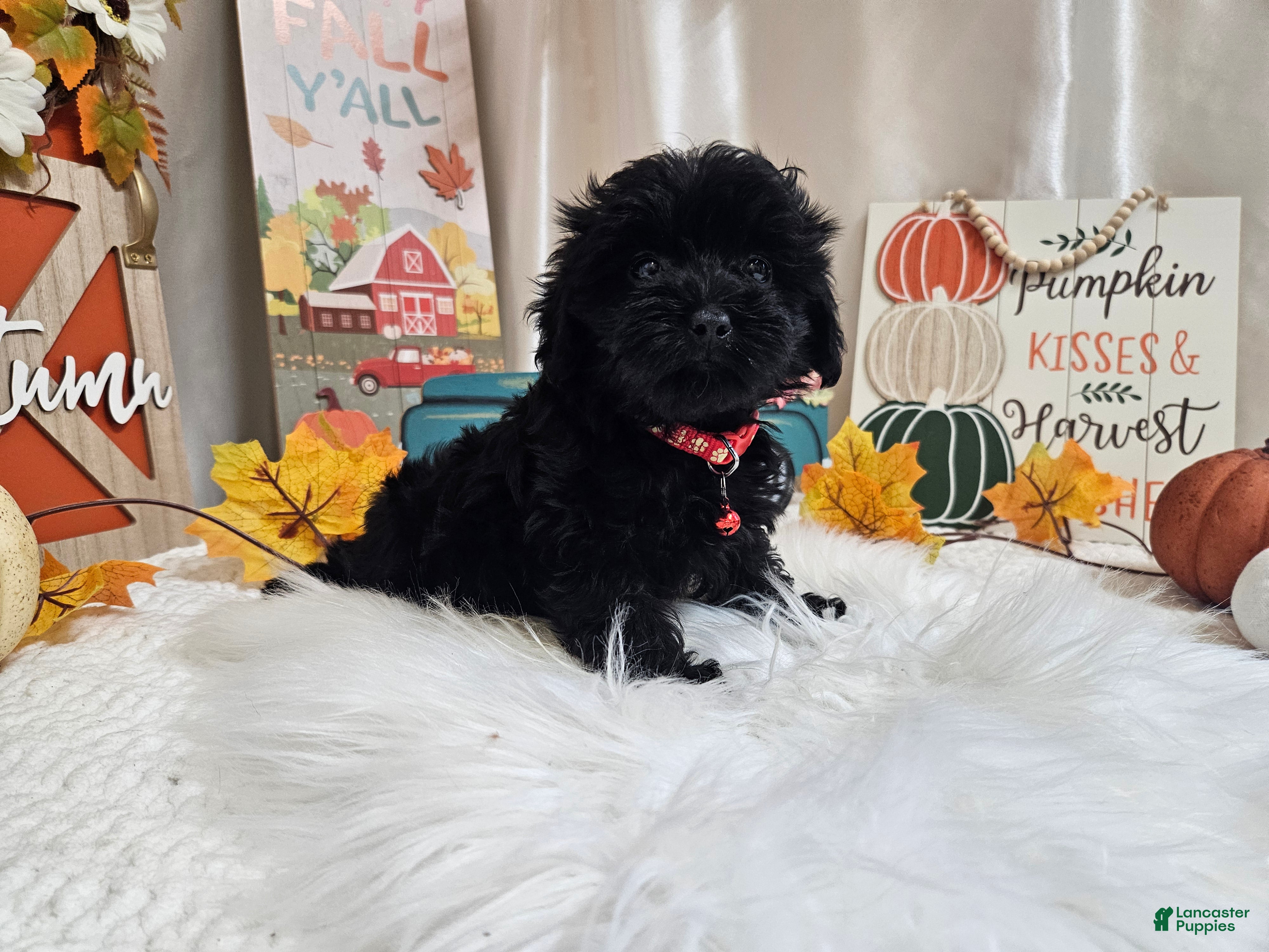 Yorkiepoo dogs Aden Lane - Ad 24