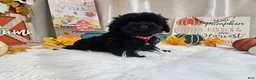 Yorkiepoo dogs for sale: Aden Lane - Ad 1