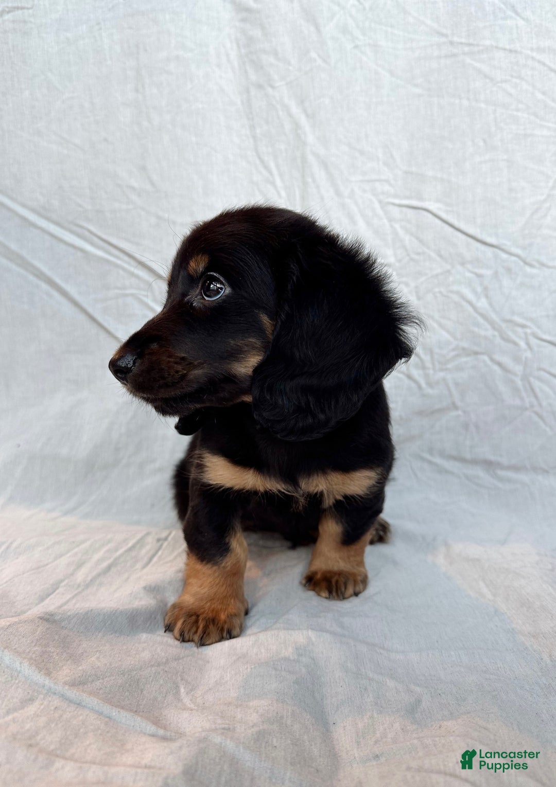 Miniature Dachshund dogs for sale: Dante - Ad 6