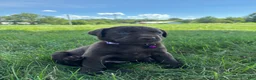 Labrador Retriever dogs for sale: Hazel - Ad 6