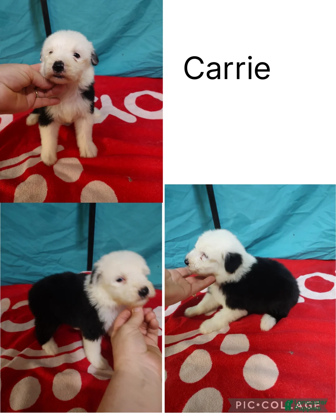 Old English Sheepdog dogs for sale: Old English Sheepdog Puppy 6 - Ad 1