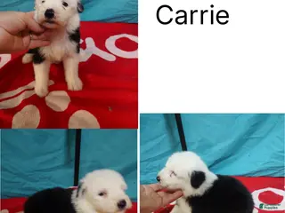 Old English Sheepdog dogs for sale: Old English Sheepdog Puppy 6 - Ad 4