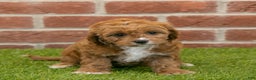 Cavapoo dogs for sale: Hailey - Ad 7
