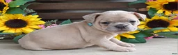 French Bulldog dogs for sale: Roxy - Ad 9