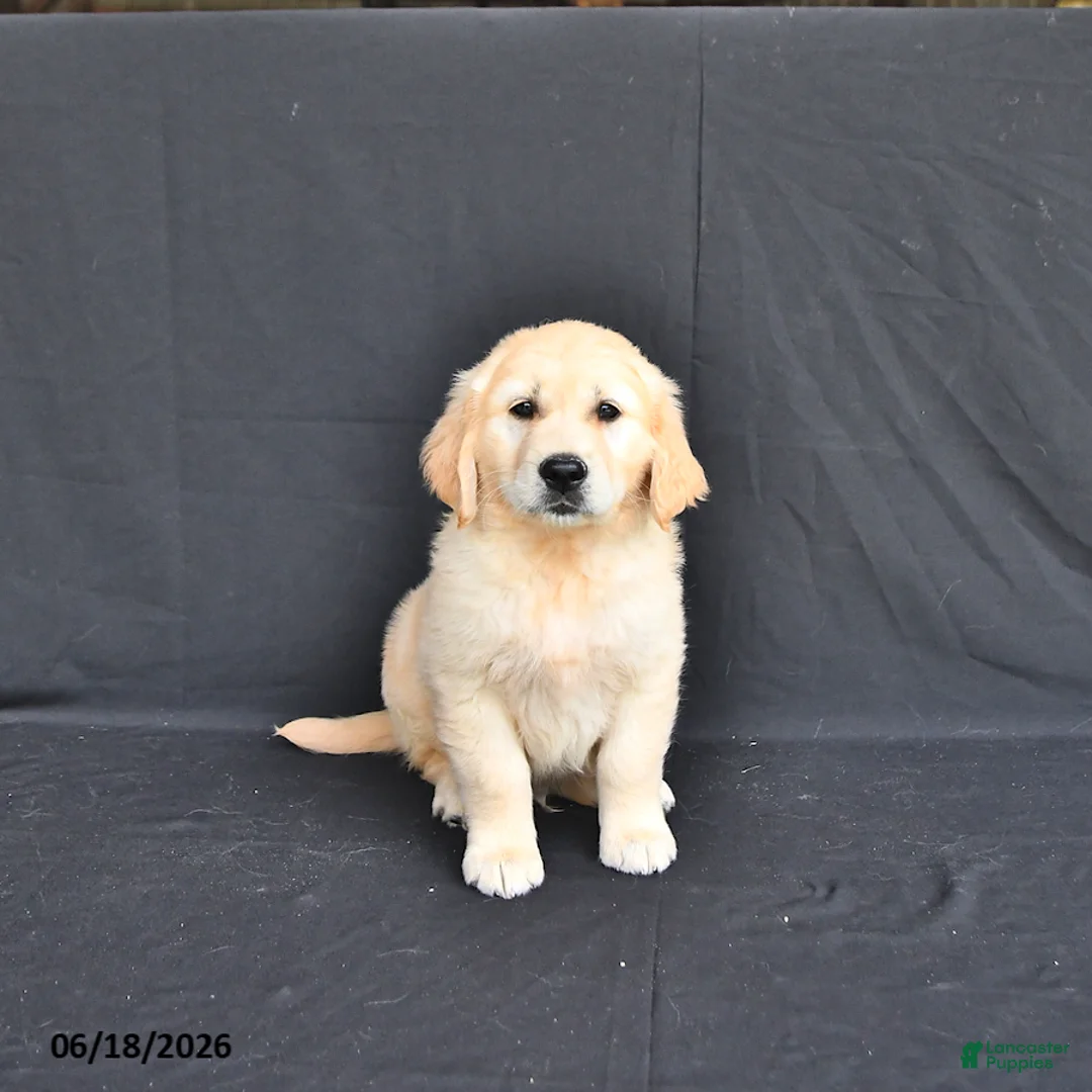 Golden Retriever dogs for sale: Jordy - Ad 1