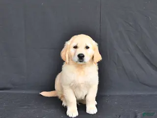 Golden Retriever dogs for sale: Jordy - Ad 3