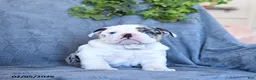 English Bulldog dogs for sale: Queen   - Ad 3