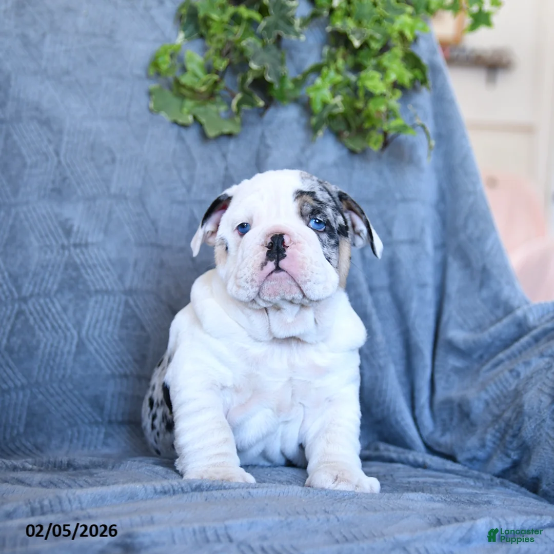 English Bulldog dogs for sale: Queen   - Ad 3